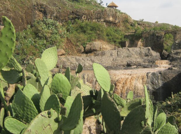 The green cactus plants grow in front of the rocky waterfall and natural landscape in Ethiopia, 2K Desktop Wallpaper