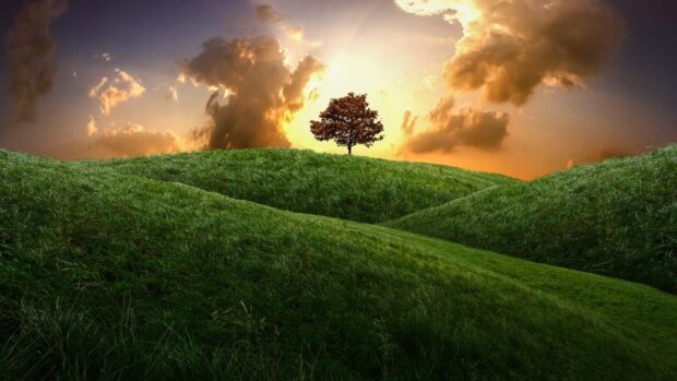 A lone tree stands on green hills illuminated by the sunset in this Green Hills Wallpapers scene, HD Desktop Wallpaper