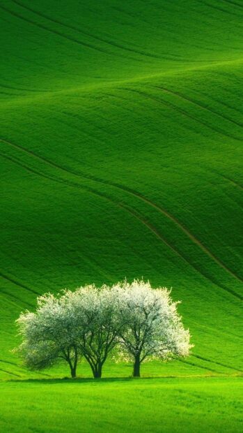 A peaceful scene of green hills with blossoming trees showcases natural beauty for scenery wallpapers, HD Mobile Wallpaper