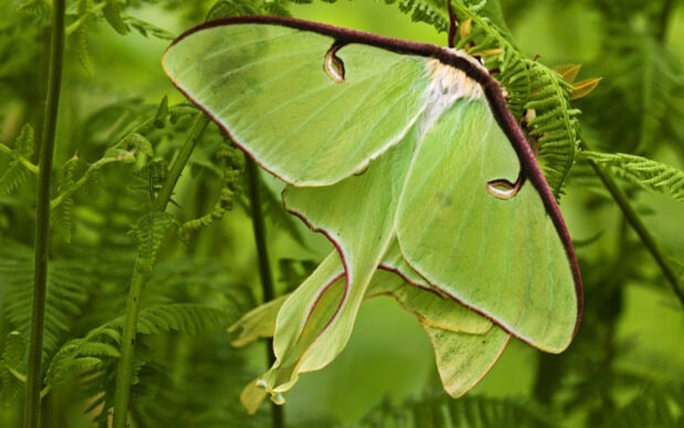 A green luna moth rests on vibrant fern leaves in the forest, HD Desktop Wallpaper
