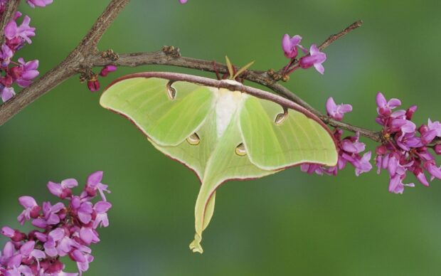 A green luna moth rests on a branch with pink flowers in a natural setting, HD Desktop Wallpaper
