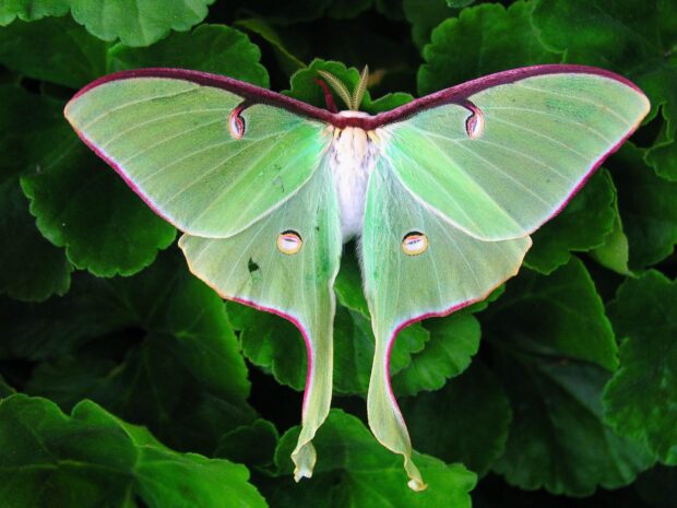 A beautiful moth in natural surroundings, HD Desktop Wallpaper