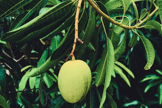 A green mango hangs from a branch surrounded by lush green leaves showing fresh fruit growth, HD Desktop Wallpaper
