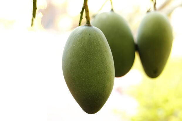 Unripe mangoes close up on branches, 2K Desktop Wallpaper