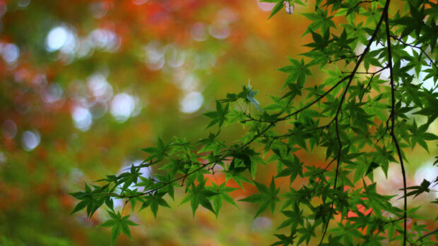 A close up of green maple leaves with a colorful blurred background, 4K Desktop Wallpaper