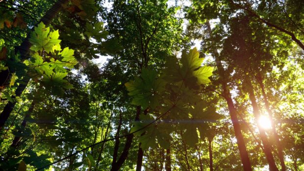 The green maple tree leaves glow in the sunlight in a forest scene, 4K Desktop Wallpaper