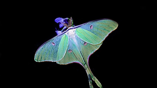 A green moth with detailed wings and antennae resting against a black background, 4K Desktop Wallpaper