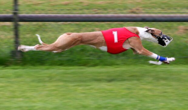 A greyhound dog wearing a red vest and muzzle is sprinting during a dog sports event, 2K Desktop Wallpaper