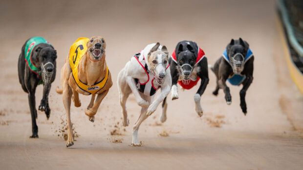 Dog sports action captured, 2K Desktop Wallpaper