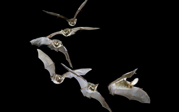 A group of bats is flying against a black background showing their wings and faces, HD Desktop Wallpaper
