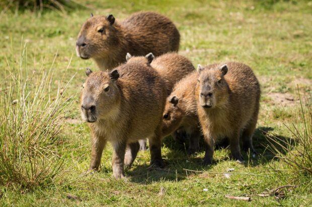 A group of capybaras is standing together on a grassy field in the daylight, HD Desktop Wallpaper