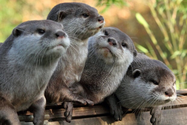 A group of otters is resting closely together showing their curious faces in natural habitat, HD Desktop Wallpaper