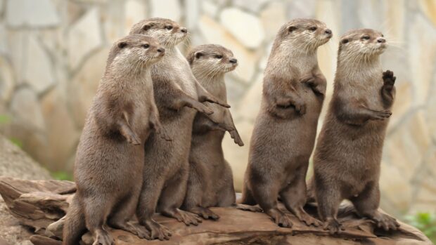 A group of otters is standing upright on a piece of wood with a stone background in this otter wallpapers, 4K Desktop Wallpaper