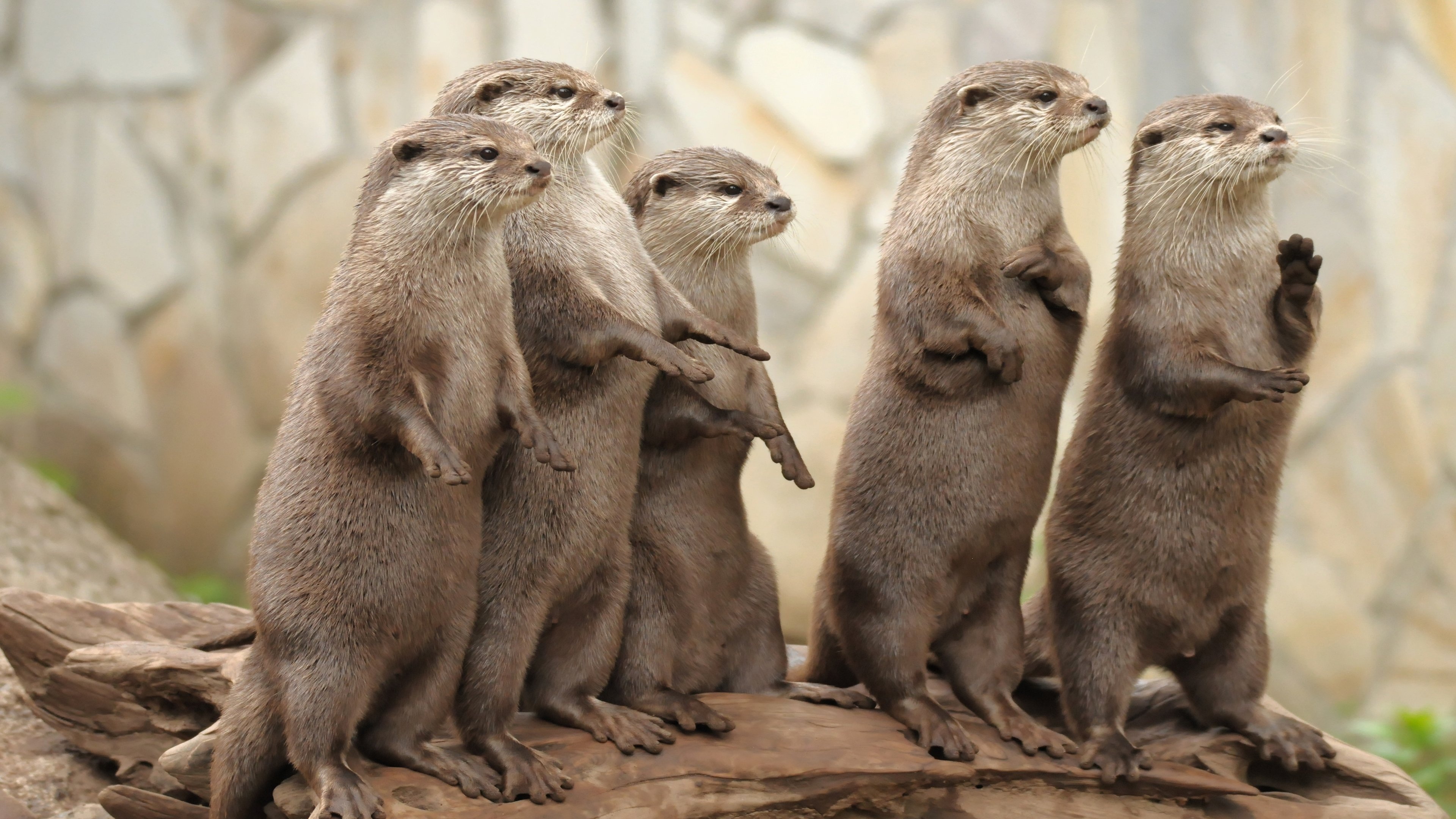 Otter Wallpapers Perfect For Animal Lovers PixelsTalk