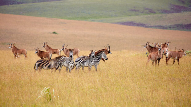 A herd of zebras and antelopes is seen grazing peacefully in the vast grasslands of Malawi, HD Desktop Wallpaper