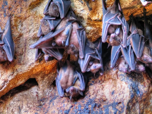A group of bats hanging upside down inside a cave showing their wings and fur, 2K Desktop Wallpaper