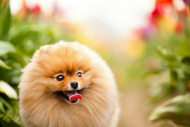 A fluffy Pomeranian dog happily sticking out its tongue, HD Desktop Wallpaper