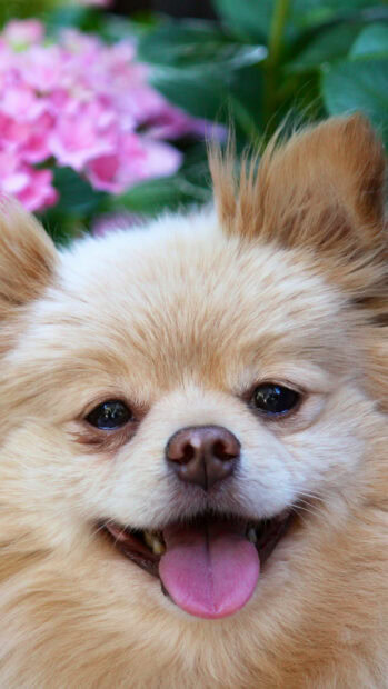 A happy Pomeranian is smiling with its tongue out in front of pink flowers and green leaves, 2K Phone Wallpaper