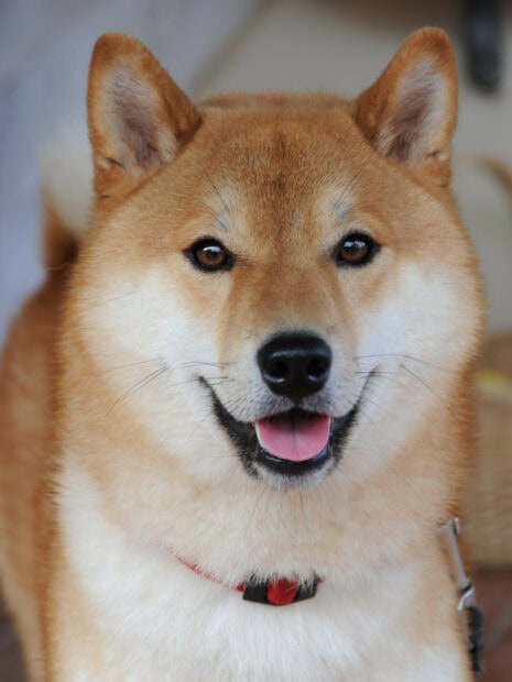 A friendly Shiba Inu dog with a red collar looking at the camera, HD Mobile Wallpaper