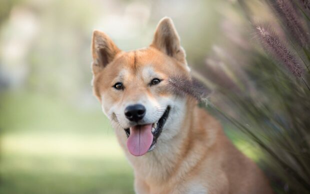 A Shiba Inu dog is smiling outdoors among grass and plants, HD Desktop Wallpaper