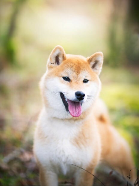 A happy Shiba Inu is standing outdoors with its tongue out, HD Phone Wallpaper