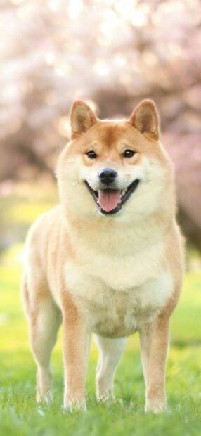 A smiling Shiba Inu is standing on green grass with blurred natural background, HD Phone Wallpaper