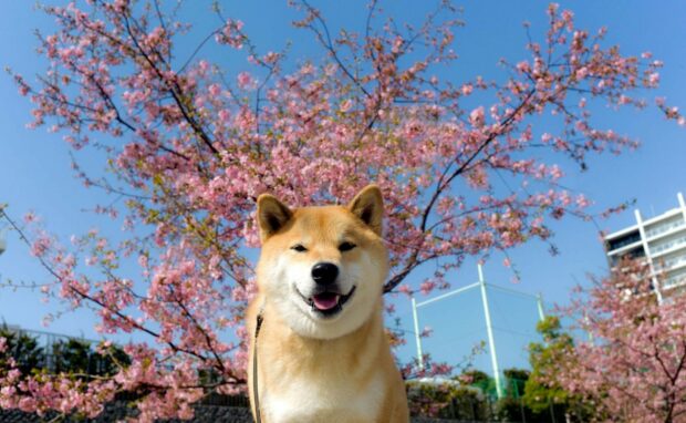 A happy Shiba Inu sits in front of blooming cherry blossom trees on a clear day, HD Desktop Wallpaper
