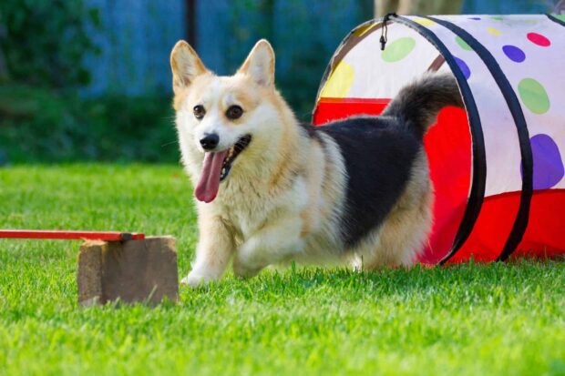 A corgi is running eagerly through a colorful agility tunnel in dog sports activity, 2K Desktop Wallpaper