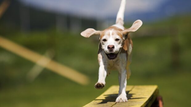A happy dog is running along an agility beam during a dog sports event, HD Desktop Wallpaper