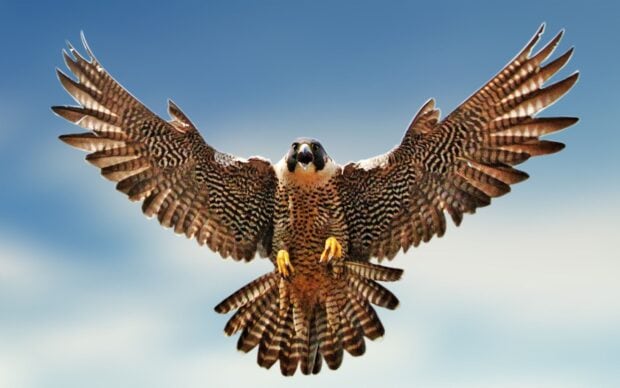 A hawk soaring with wings fully spread against a clear blue sky