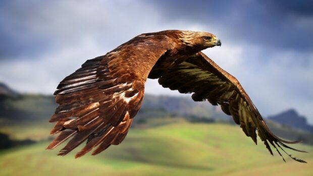 A majestic hawk soaring gracefully above a blurred natural landscape with clear detailed feathers
