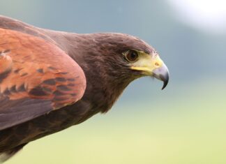 Close up of a hawk with detailed feathers and sharp eyes in natural light
