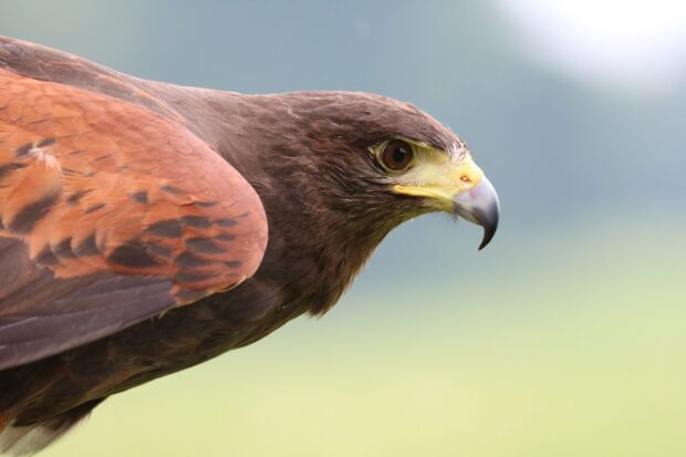 Close up of a hawk with detailed feathers and sharp eyes in natural light