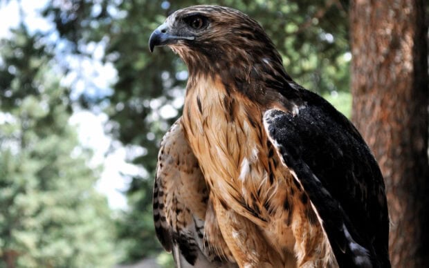 A close up of a hawk with detailed brown and black feathers perched outdoors in nature