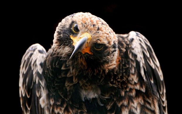 Close up of a hawk looking with detailed brown and black feathers against black background