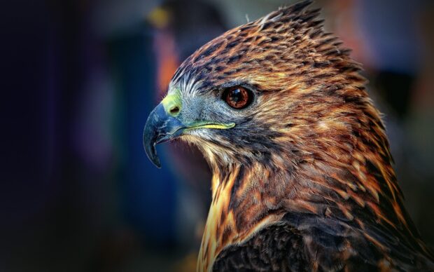 Close up of a hawk showing detailed feathers and sharp beak