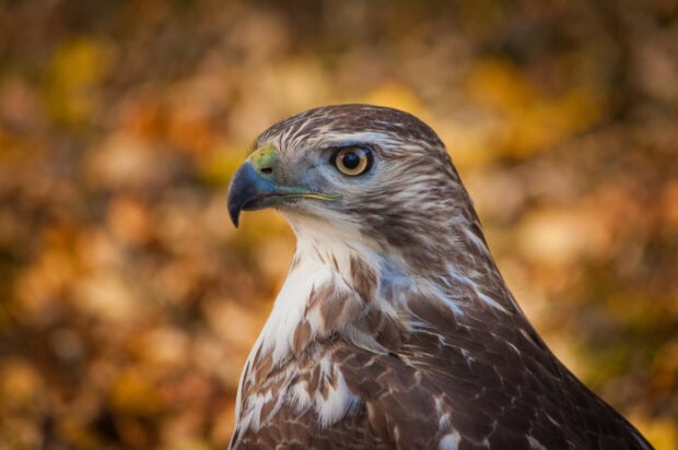 A close up of a hawk focusing on its sharp eye and beak in natural surroundings