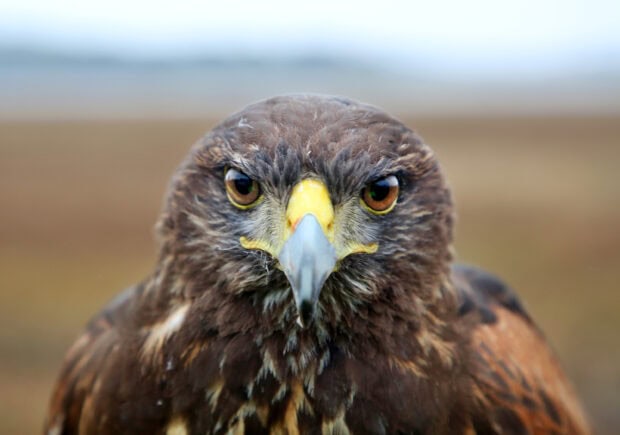 Close up of a hawk with sharp eyes and detailed feathers