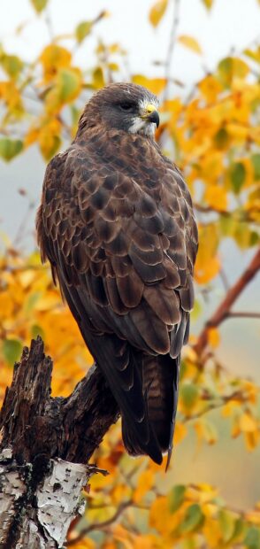 A hawk perched on a tree branch with autumn leaves in the background