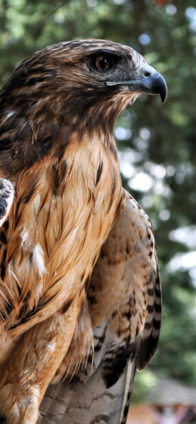 Close up of a hawk perched showing detailed feathers and sharp eyes