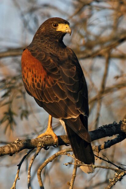 A hawk perched on a tree branch showing detailed feathers and sharp eyes