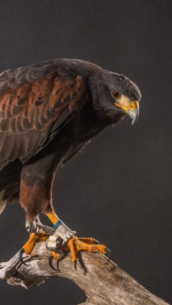 A hawk with sharp claws perched on a wooden branch