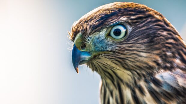 Close up of a hawk head showing detailed feathers and sharp beak