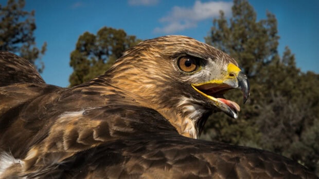 Close up of a hawk with its beak open against a blue sky and trees in the background