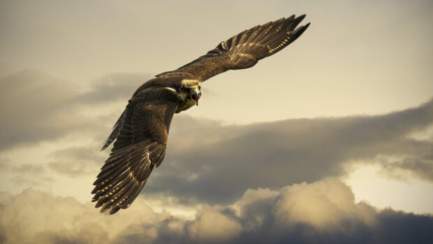 A hawk flying with wings spread wide against a cloudy sky