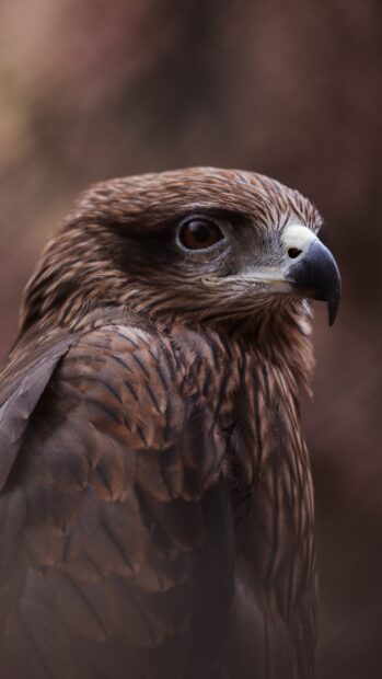 Close up of a hawk showcasing detailed feathers and sharp beak in natural light
