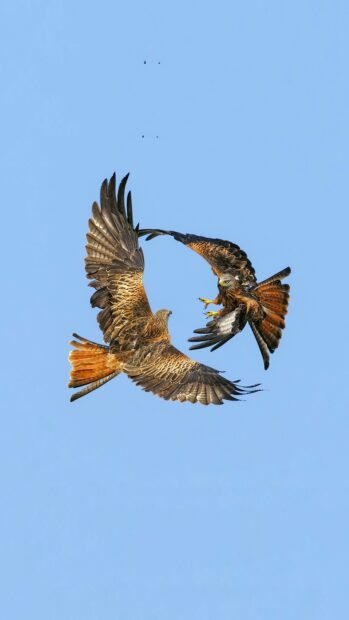 Two hawk birds flying and interacting in clear blue sky
