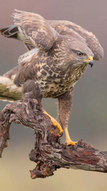 A hawk perched on a gnarled tree branch preparing to take flight