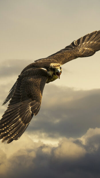 A fierce hawk soaring through the cloudy sky with wings fully spread