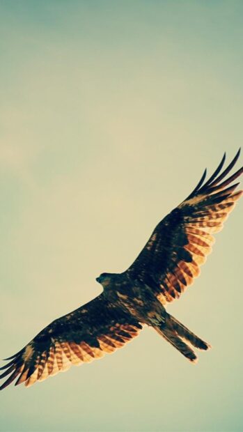 A hawk soaring high with fully spread wings in a bright sky